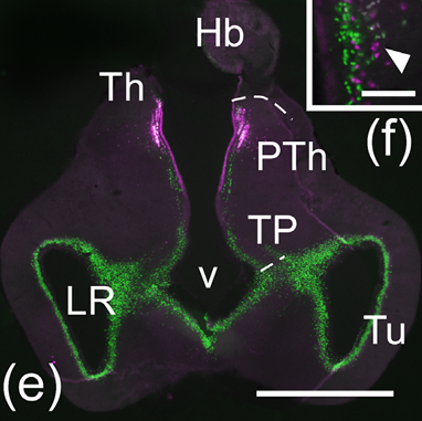 Analysis of Islet-1, Nkx2.1, Pax6, and Orthopedia in the forebrain of the sturgeon Acipenser ruthenus identifies conserved prosomeric characteristics